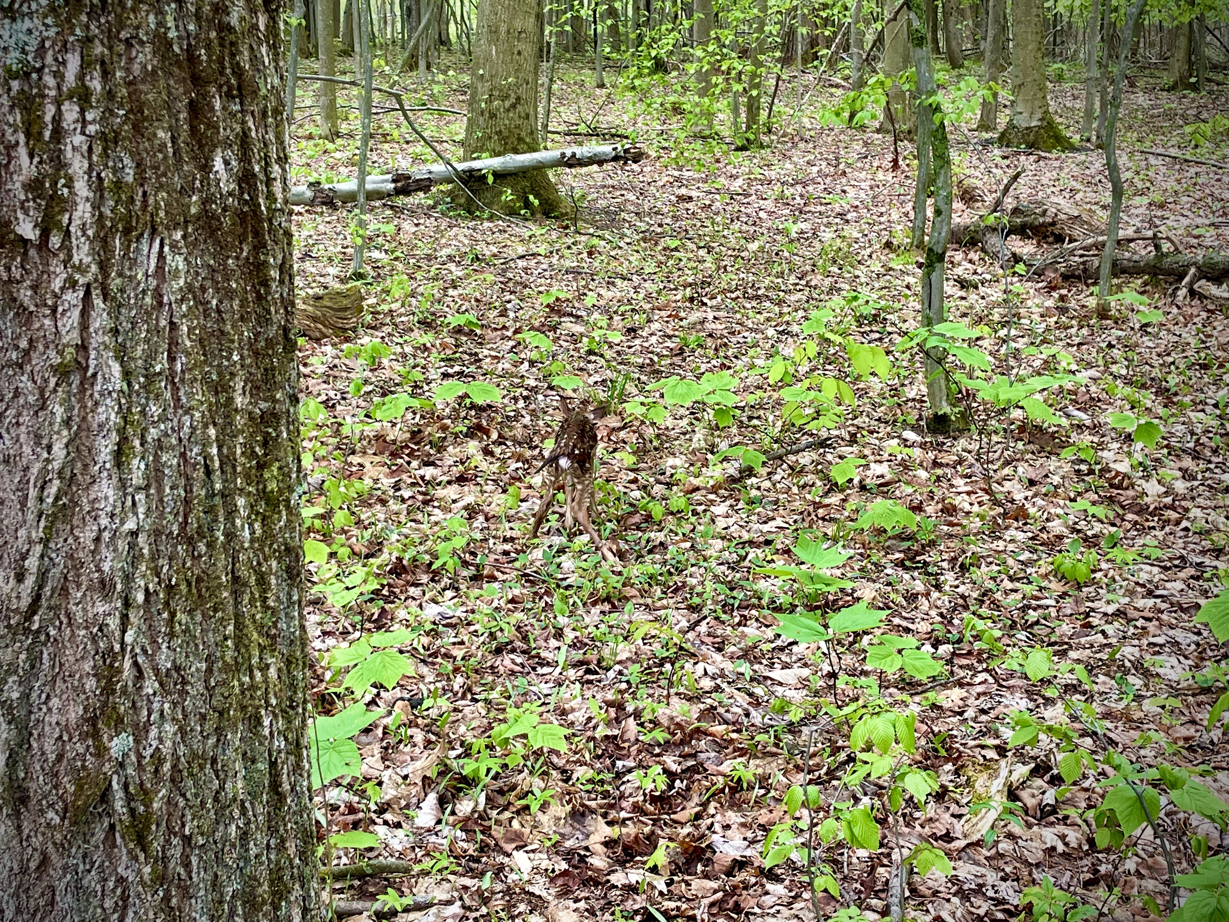 Food Plots